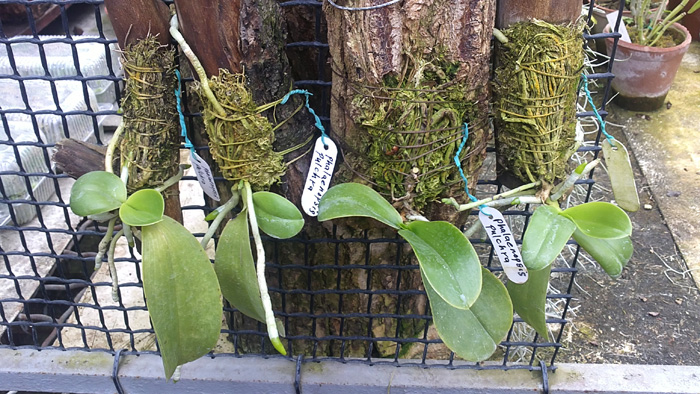 Phalaenopsis pulchra.jpg