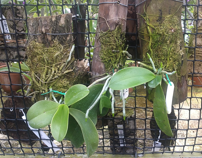 Phalaenopsis lueddemanniana var deltonii.jpg