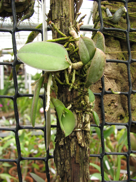 Фото орхидеи Meiracyllum trinasutum с бутонами