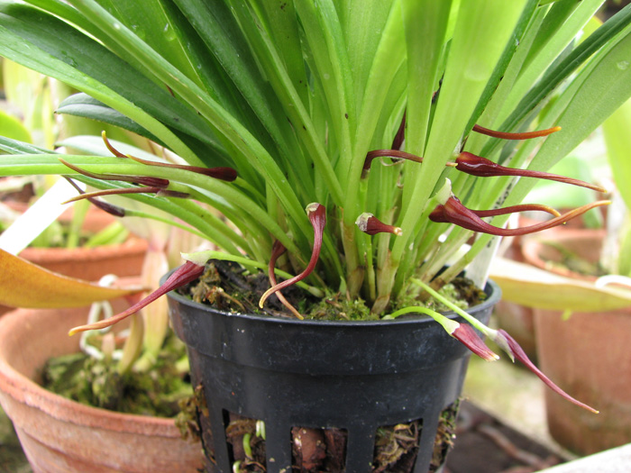 Masdevallia herradurae.jpg