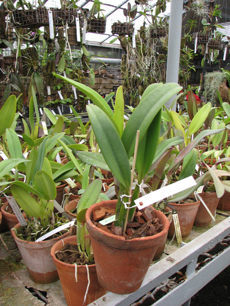 Brassocattleya Chief Pink 'Diana'.jpg