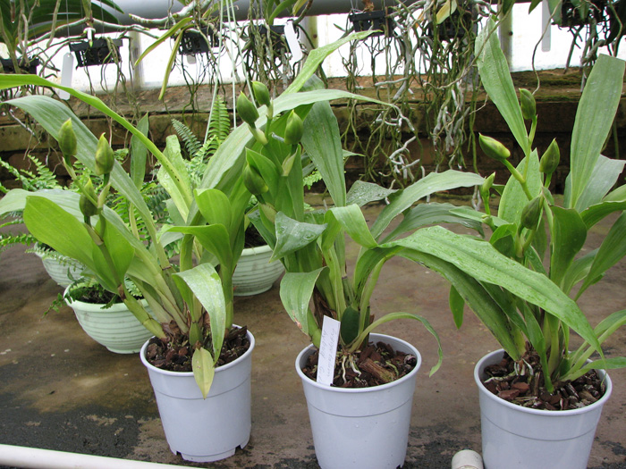 Zygopetalum hybrid 'Green'.jpg