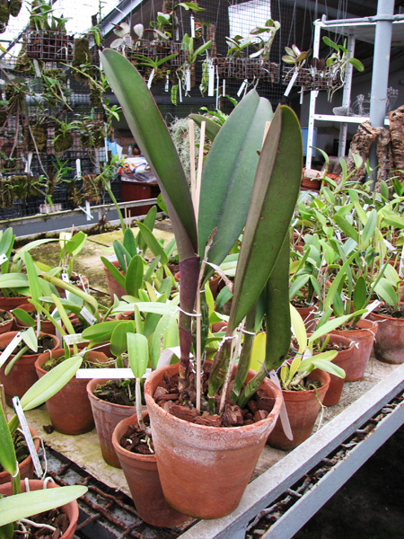 Brassolaeliocattleya Pamela Hetherington.JPG