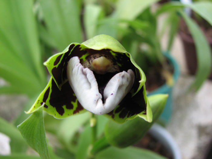 Zygopetalum hybrid 'Green'.jpg
