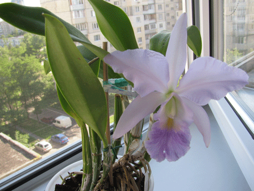 Cattleya Eros coerulea .Оооочень ароматная