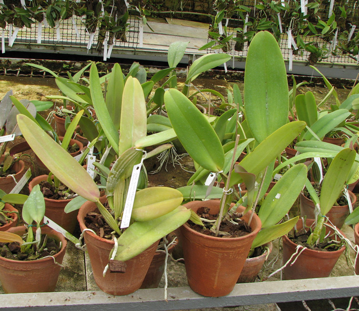 Cattleya warneri tipo 'Maravilha' (escura) x Cattleya warneri integra-orlata 'AWZ'.jpg