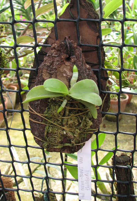 Phalaenopsis cornu cervi var thalebanii.jpg