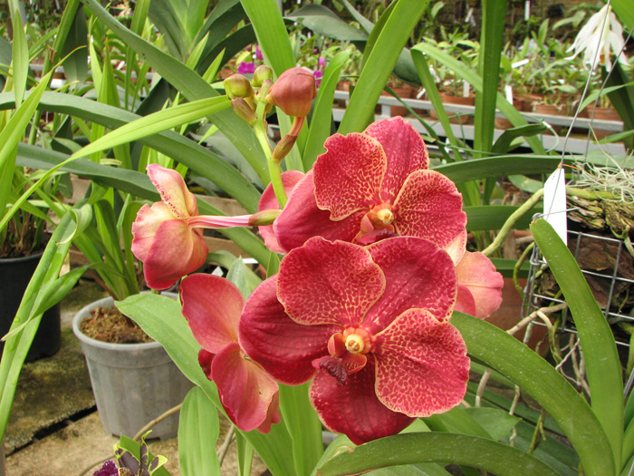 Vanda Sankhamphaeng x Vanda Patcharee's Delight.jpg