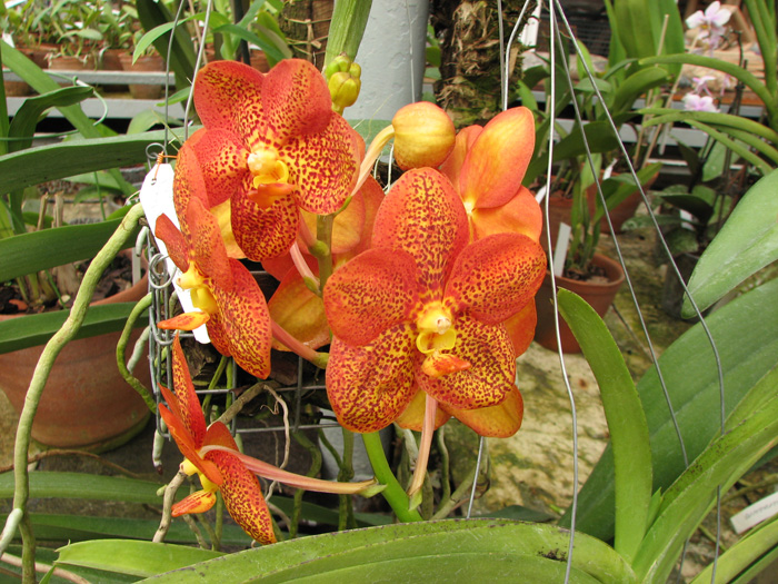 Ascocenda Medasand x Ascocenda Yip-Cua Chia Long.jpg