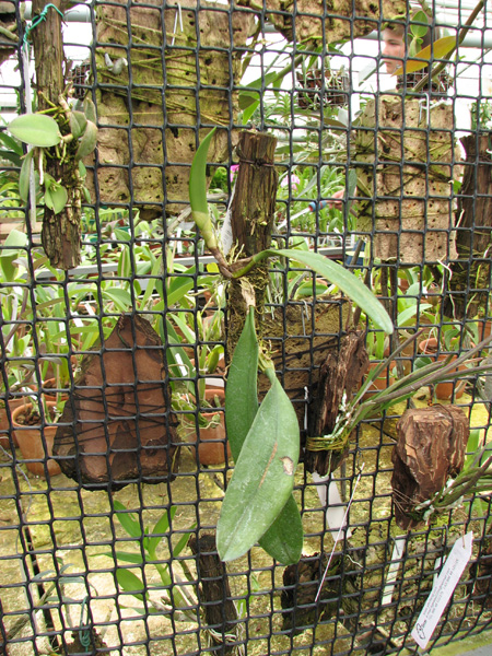 Bulbophyllum Elizabeth Ann.jpg