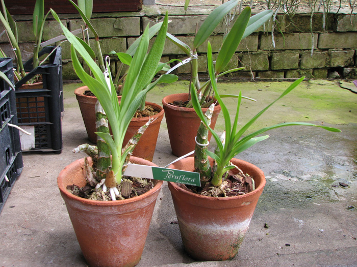 Mormodes rolfeana.jpg