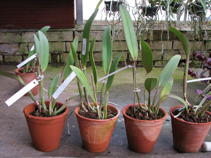 Cattleya lueddemanniana alba 'OMG' x Cattleya lueddemanniana coerulea 'Siquesique'.jpg