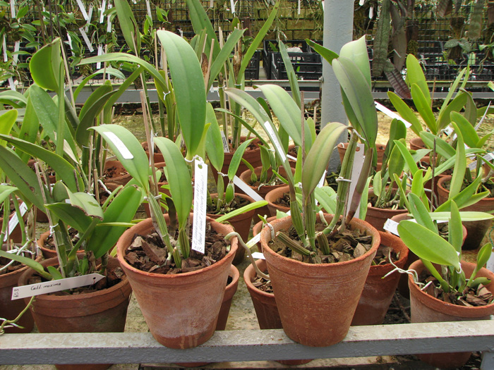 Cattleya lueddemanniana rubra 'Dark Giant' x Cattleya lueddemanniana escura 'Fennel IX'.jpg