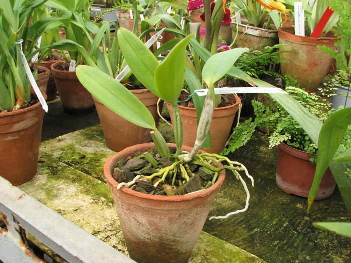 Cattleya lueddemanniana coerulea 'Lena' x Cattleya lueddemanniana coerulea 'Celeste'.jpg