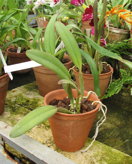 Cattleya lueddemanniana rubra x lueddemanniana escura.jpg