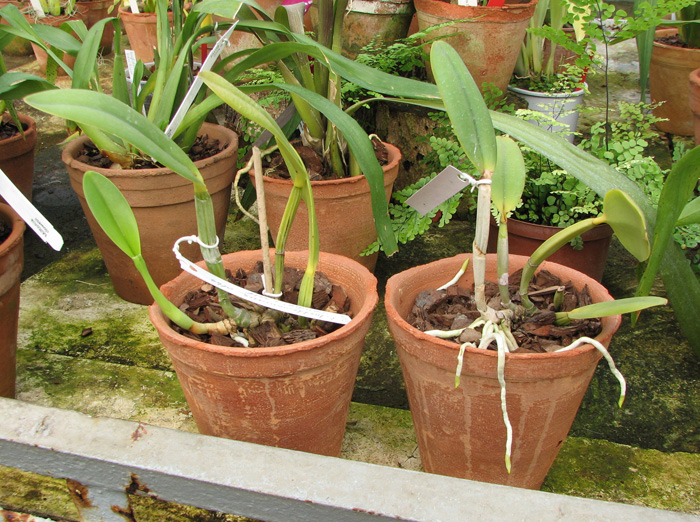 Cattleya lueddemanniana alba 'Candia' x SELF.jpg