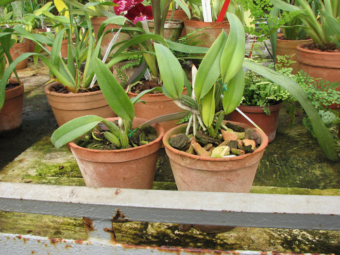 Cattleya lueddemanniana semi alba 'Meddelin' x Cattleya lueddemanniana semi alba 'Stanley'.jpg
