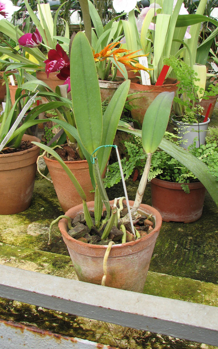 Cattleya lueddemanniana coerulea (Siquesique x Amparo) x Cattleya lueddemanniana tipo escura 'Guacamuco'.jpg