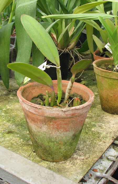 Cattleya lueddemanniana tipo 'Pinky' x Cattleya lueddemanniana rubra 'Gesia'.jpg