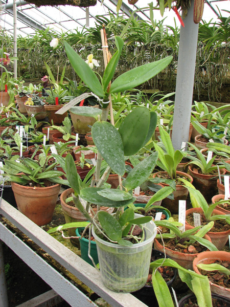 Cattleya Venosa (loddigesii x forbesii).jpg
