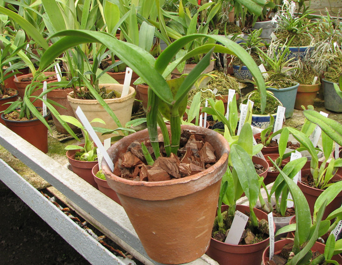 Epicattleya Siam Jade 'Avo' (Cattleya Penny Kuroda x Epicattleya Vienna Woods).jpg