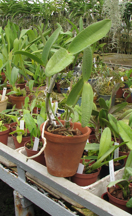 Cattleya Green Emerald 'Orchid Queen'.jpg
