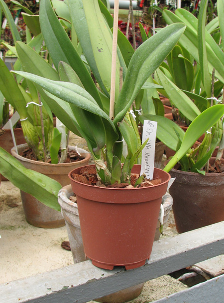 Sophrolaeliocattleya Little Hazel 'M'.jpg