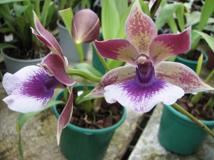 Zygopetalum 'Rhein Blue Angel'.jpg