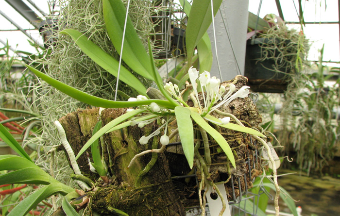 Podangis dactyloceras.jpg