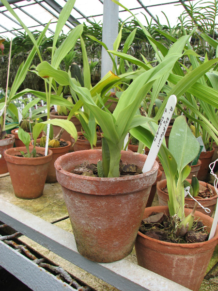 Anguloa cliftonii x Anguloa clowesii.jpg