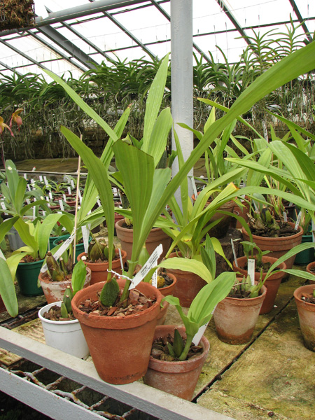Lycaste skinneri alba x Lycaste Chita Sunset.jpg