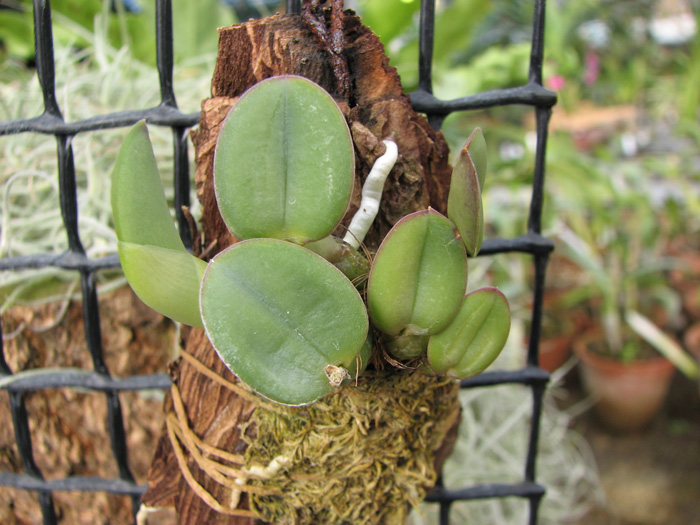Sophronitis brevipedunculata 'Ouro Branco' x brevipedunculata 'Ouro Preto'.jpg