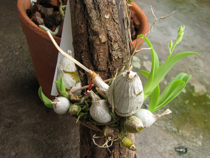 Dendrobium delacourii.jpg