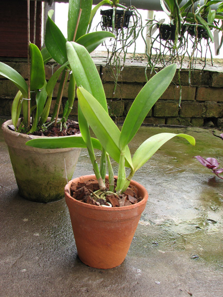 Laeliocattleya Ballet Folklorico 'Eloquence'.jpg