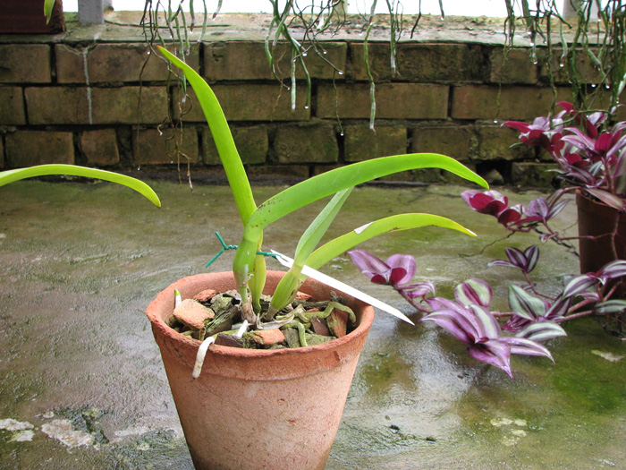 Laelia lobata coerulea 'AM-EC' x SELF.jpg