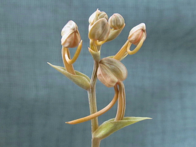 Habenaria rhodocheila 'Pink'9.jpg