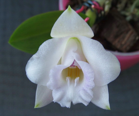 Laelia alaori16.jpg