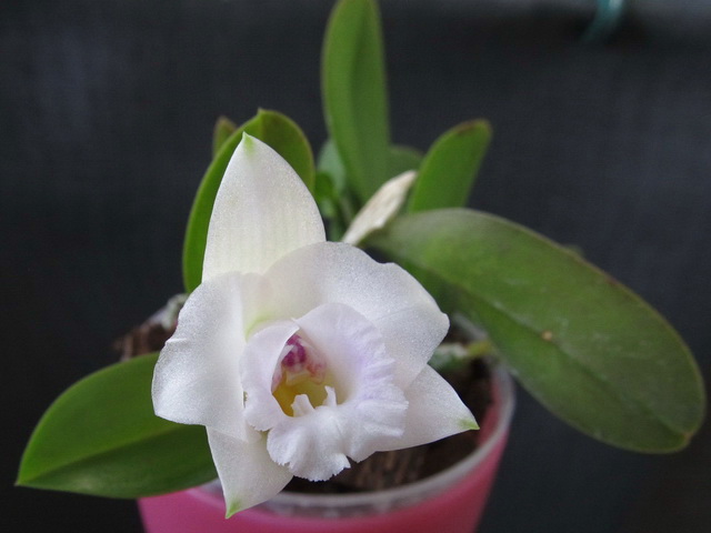 Laelia alaori9.jpg