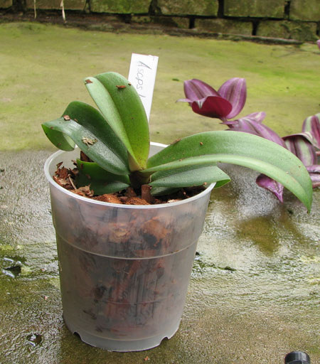 Asconopsis Irene Dobkin 'Orange'.jpg
