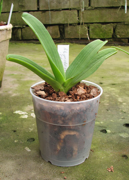 Rhynchostylis gigantea Orange.jpg