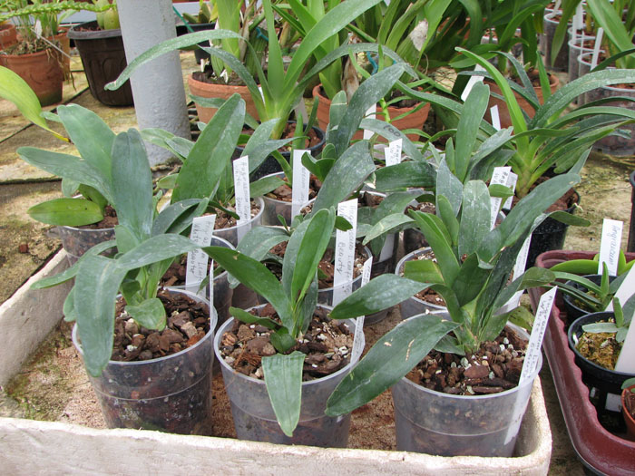 Angraecum Lemforde White Beauty.jpg