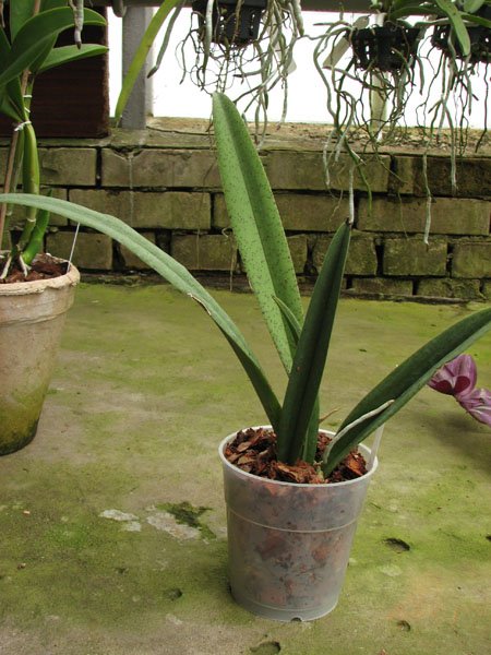 Psychocentrum Rio's Mariposita 'ORCHIS'.jpg