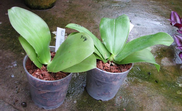 Phalaenopsis bellina.jpg
