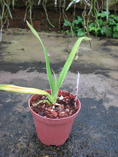 Phragmipedium schlimii.JPG
