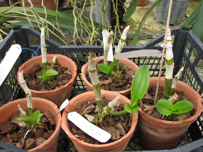 Dendrobium Kultana Fancy.jpg