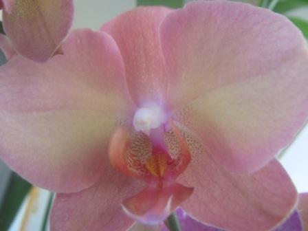 IMG_3553 - копия.JPG