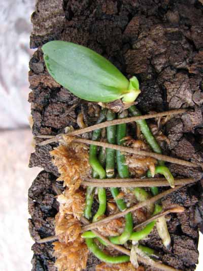 Eurychone rothschildiana.jpg