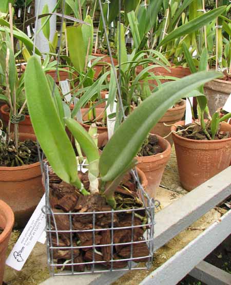 Rhyncholaelia digbyana.jpg