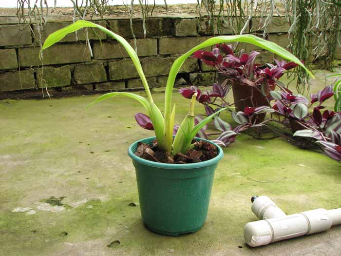 Zygopetalum Rhein Harlequin 'Cappuccino'.jpg