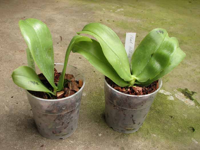 Phalaenopsis bellina.jpg